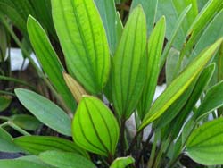 Echinodorus Rosea